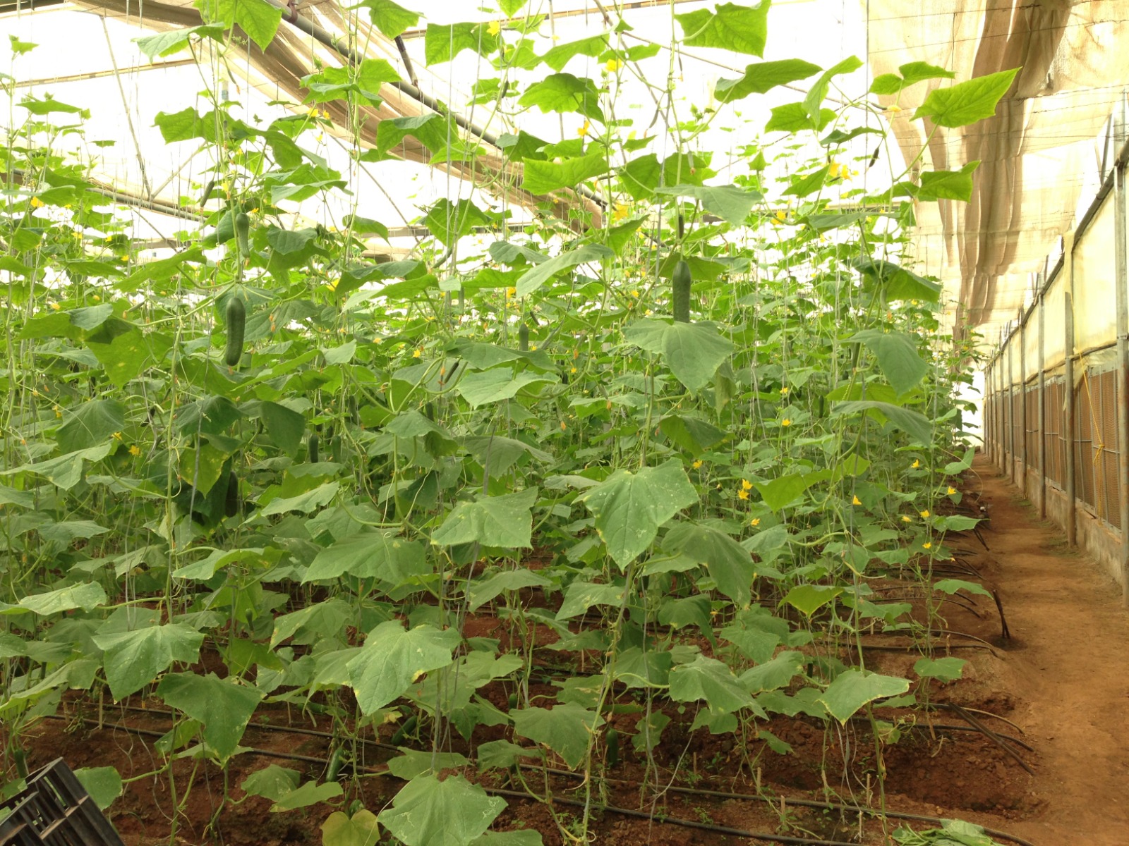 Greenhouse Project 44